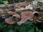 Júdásfülgomba (Auricularia auricula-judae), Budai-hegység